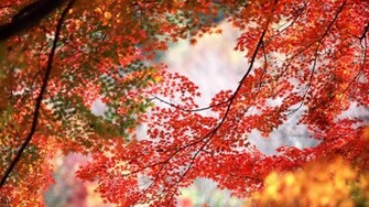 Red Maple Leaves Wallpaper