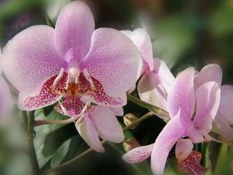 Beautiful Orchids Wallpaper