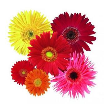 Gerbera Wallpaper HD Background Image Pics Photos