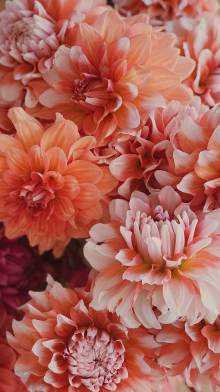 Able Dahlia Wallpaper