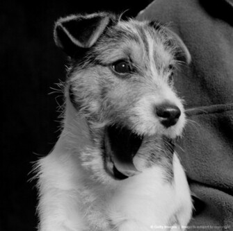 Funny Pet Wallpaper Jack