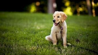 Labrador Puppies Wallpaper HD Desktop