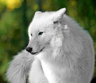 Wolves Image Beautiful White Wolf Wallpaper And Background Photos