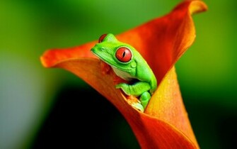 Frog Wallpaper HD Beautiful Desktop