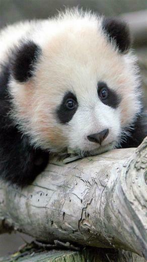 Wallpaper Background Baby Panda Bears Pandas