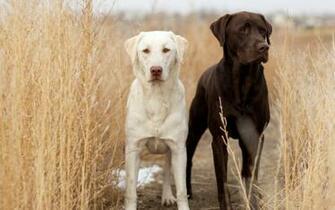 Labrador Retriever Wallpaper HD Early