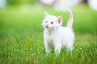 White Cat Wallpaper 4k Best HD