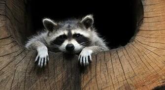 Lazy Wallpaper Posted By Samantha Sellers