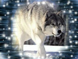 Cool Wolf Background HD Wallpaper In Animals Imageci