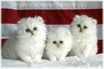 Cute Cat Desktop Wallpaper