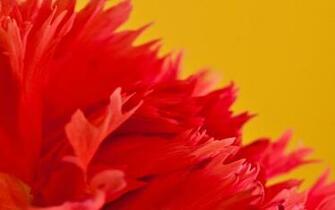 Wallpaper English Spanish Dictionary Wordreference HD