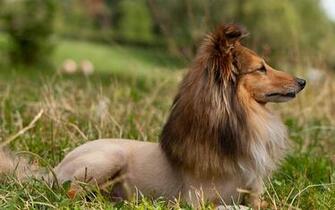 Sheltie Breed Dog With A Funny Haircut Wallpaper And Image
