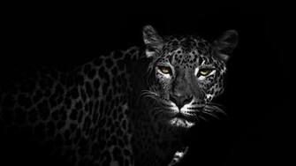 Black And White Animal Wallpaper Top