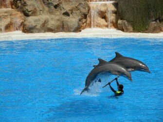 Beautiful And Cute Dolphins Cool Wallpaper