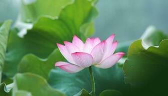 Pink Lotus Flower Wallpaper Pictures Image