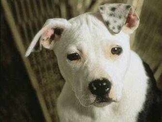 Best Apbt Wallpaper