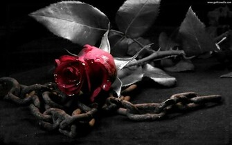 Black Rose Wallpaper HD In Flowers Imageci