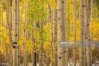 Fall Aspen Background Stock Photo Getty Image