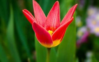 Pictures Wallpaper Flower Bud Dry Stem Desktop Background HD