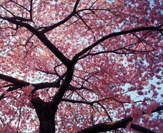 Favourite Flower Is A Blossom It Now