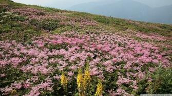 Fields Of Wildflowers Wallpaper