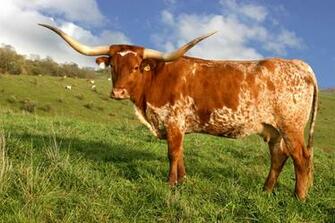 Dickinson Cattle Co Llc Home Press Releases Champion