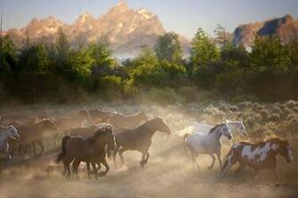 Horse Horses Herd Nature Wallpaper