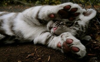 Baby White Tiger Wallpaper In Resolution