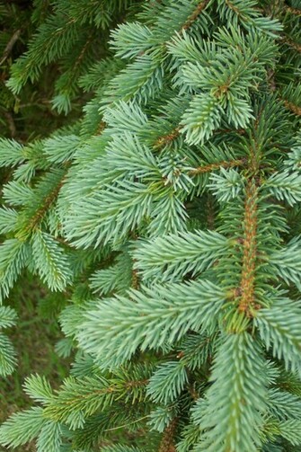 Pine Tree Background Stock Photo HD Public Domain Pictures