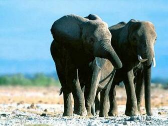 Lovely Elephants In Amazing 7art Screensavers Slide Show Screensaver