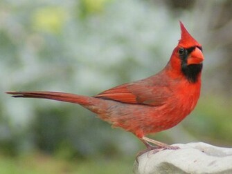 Cardinals Cardinal Bird Flying Sweet Red