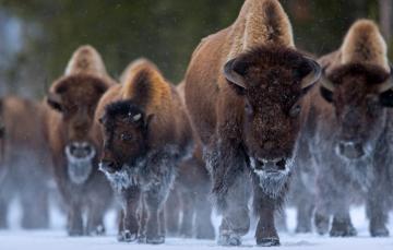 Wallpaper Wyoming Usa Yellowstone Buffalo Image For Desktop