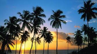 California Palm Trees Wallpaper Pictures HD