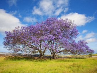 Purple Tree Wallpaper