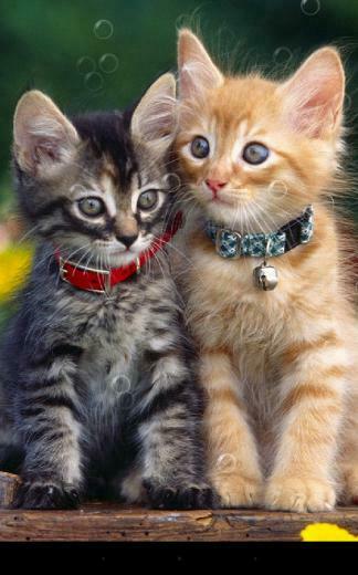 Double Cat Live Wallpaper Android Apps On Google Play