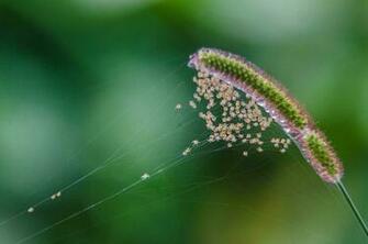 Cool Natural Macro HD Wallpaper New