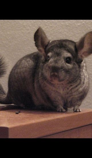 Chinchilla Wallpaper HD Of Chinchillas