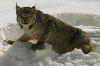 Canada Lynx Wallpaper Animal Lovers