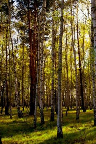 Leafless Birch Forest iPhone 4s Wallpaper