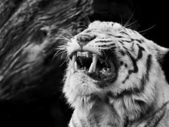 Wild Animals Funny Wallpaper Animal Photos