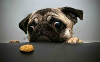 Pug Wallpaper HD Background