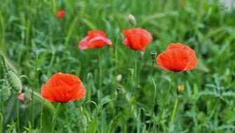 Poppies Wallpaper Flower