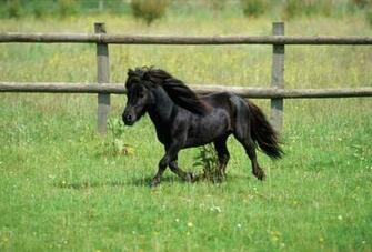 HD Animals Wallpaper Miniature Horse