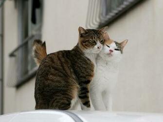 Funny Cute Cats Wallpaper World