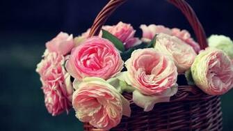 Pink Rose HD Wallpaper