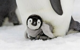 Penguin Baby Widescreen HD Wallpaper