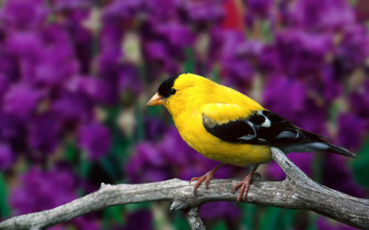 Bird Wallpaper HD