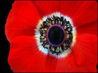 Anemone Wallpaper
