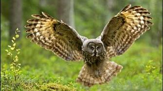 Owl Wallpaper