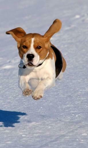 Bigger Beagle HD Live Wallpaper For Android Screenshot